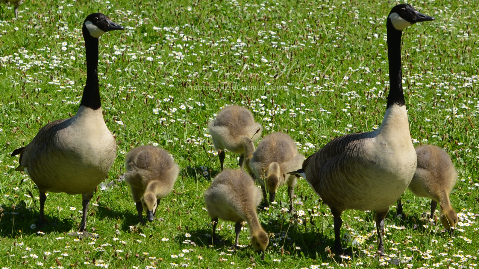 Taking The  Kids For A Walk.