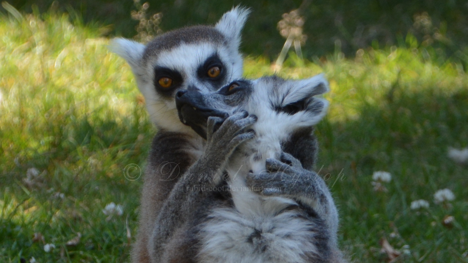 Lemur Of Steel.