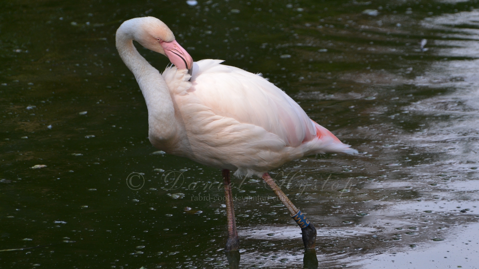 Pretty In Pink.