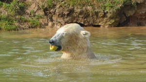 Bobbing For Apples.