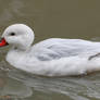 A Whiter Shade Of Duck