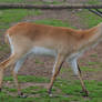 Walk Lechwe.