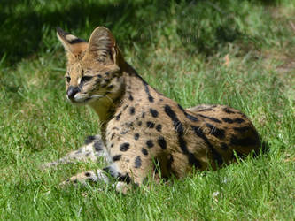 The Riddle Of The Serval.