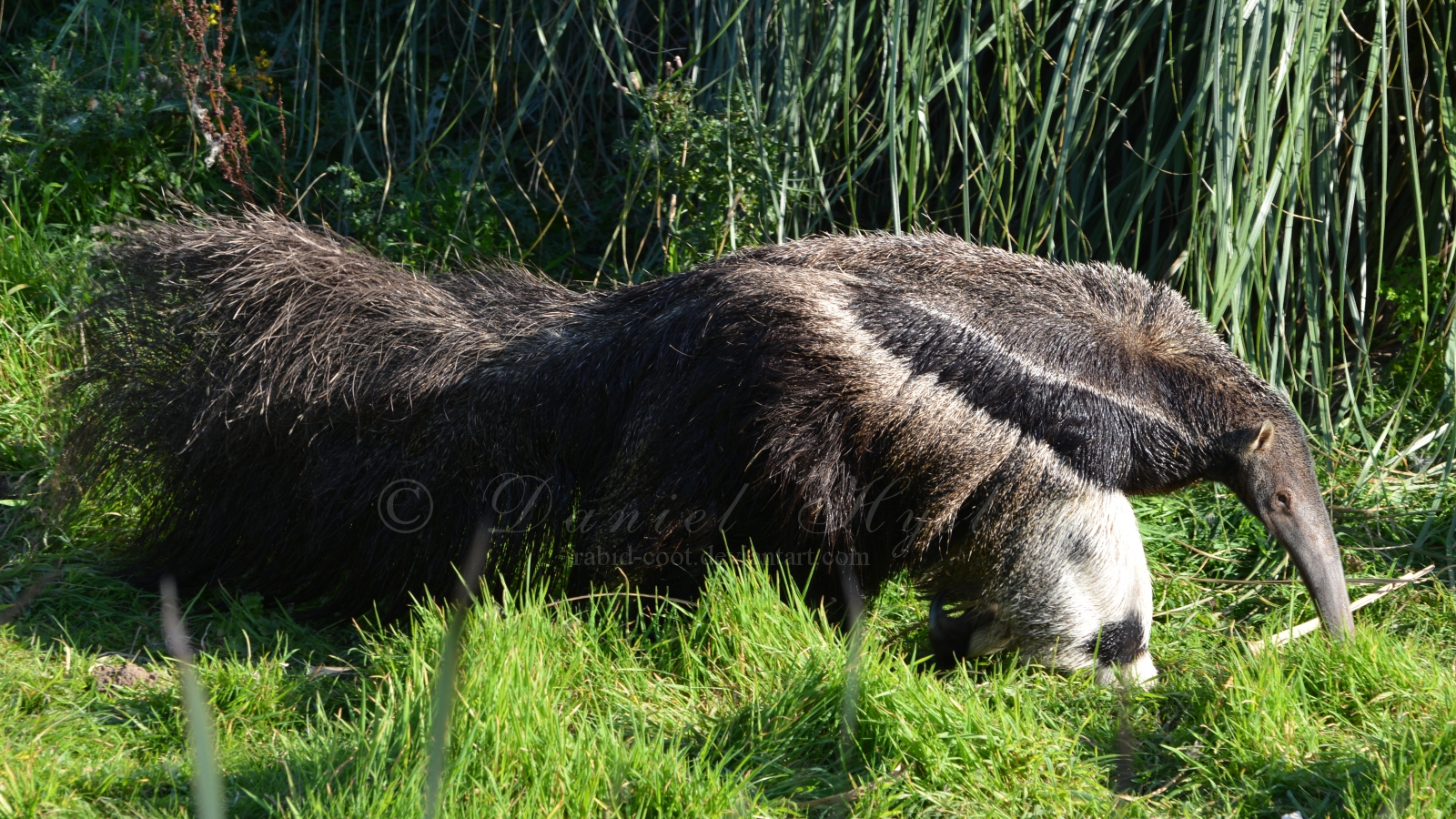 I'm still in a dream, Anteater. by RabidCoot on DeviantArt