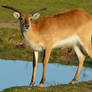 Lechwe Goes Lake Way