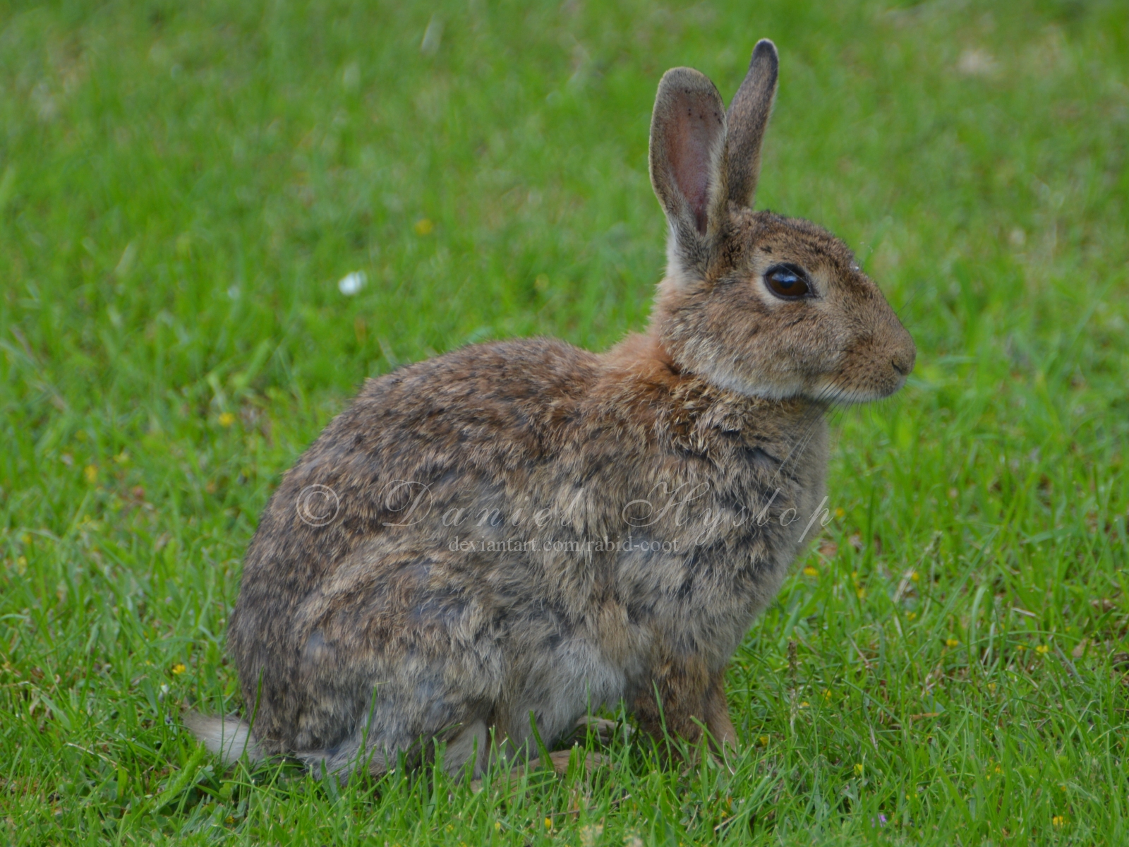 The Bunny Shot.