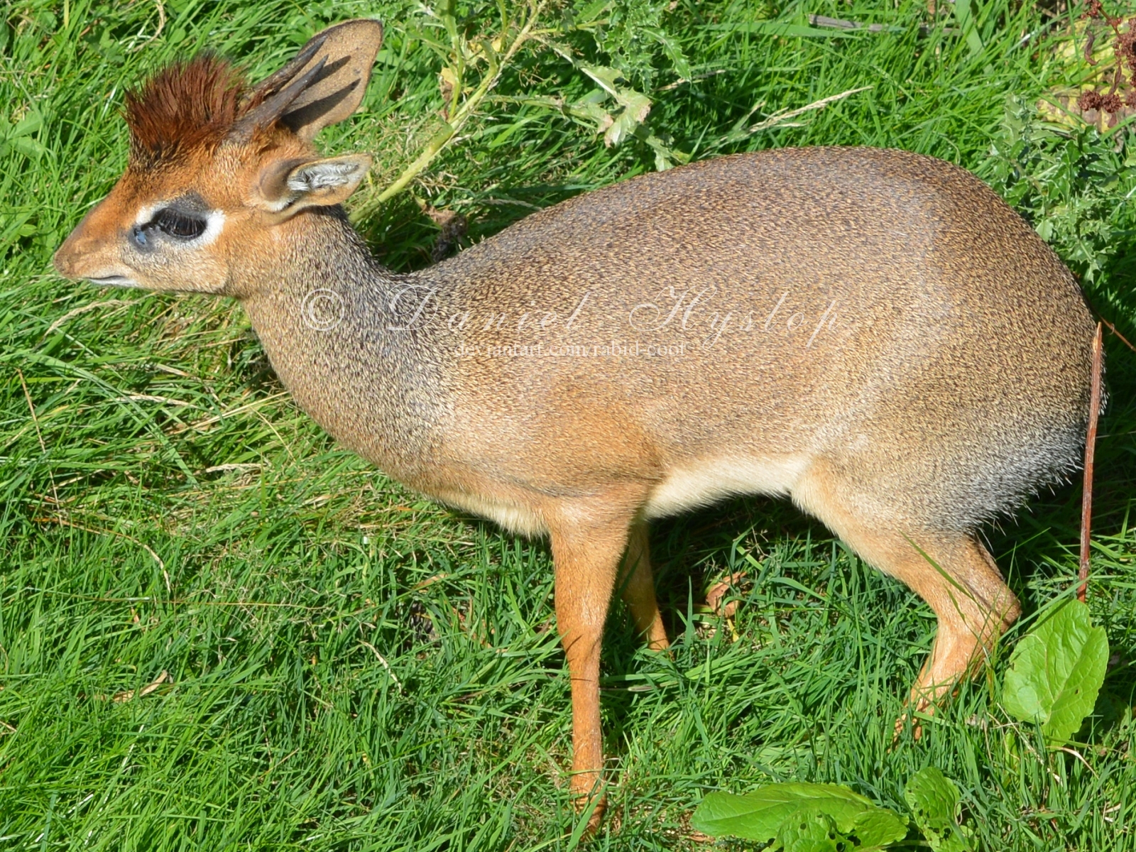 Ayollar gayrioddiy jinsiy aloqa qilishni xohlashadi Jada Stivens porno video