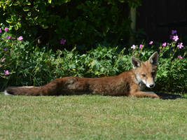 Fox In A Flowerbed.