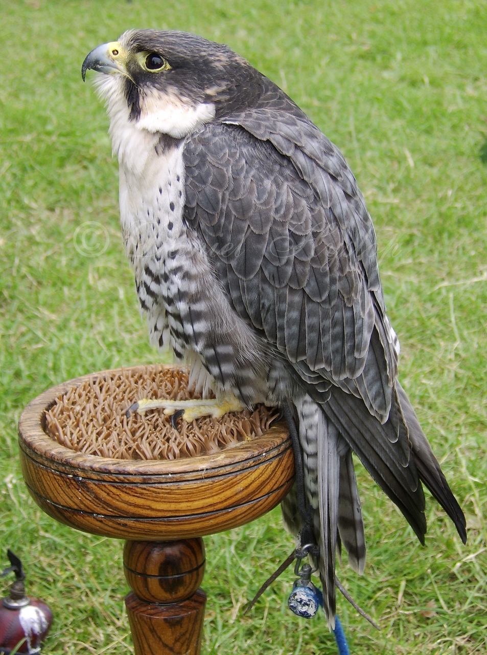 Peregrine Falcon