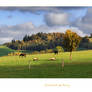 - Pastures of Jesenik mountains -