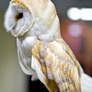 Barn Owl III