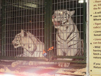 White tigers