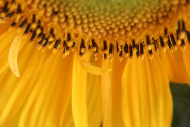Sunflower Nr.2
