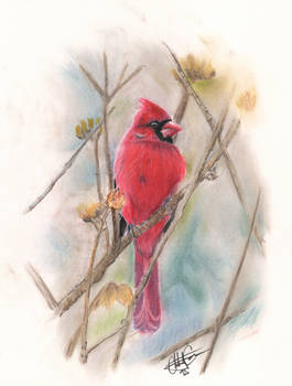 Spring Cardinal