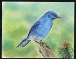 Moutain Bluebird