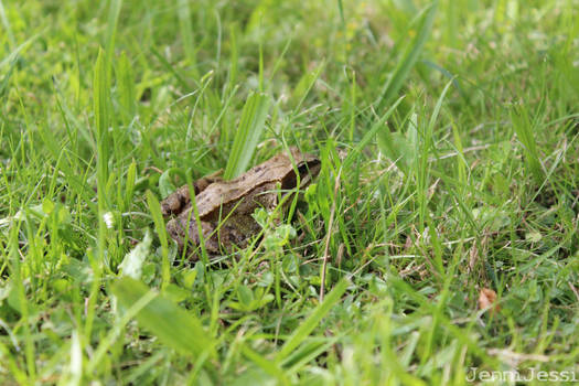 green green gras froggy frog