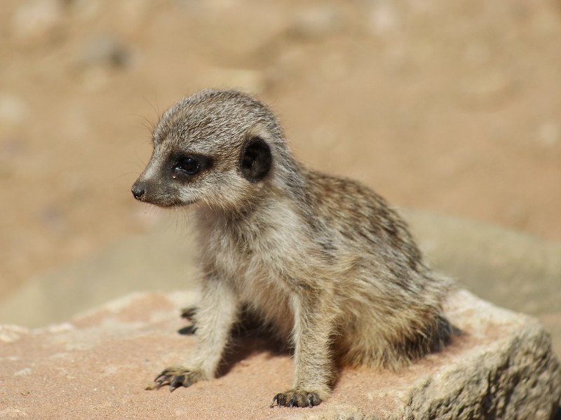 Baby meerkat