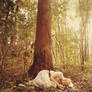 asleep in the woods