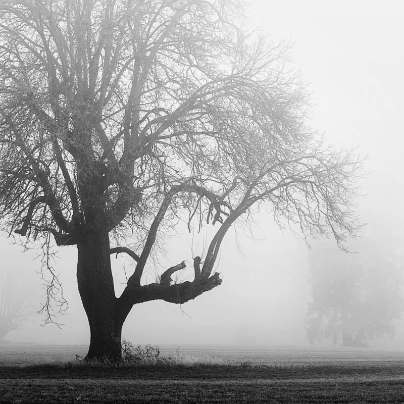 a giant in fog