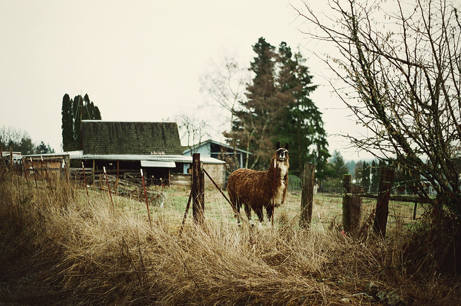 my alpaca friend by aimeelikestotakepics