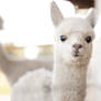 baby alpaca