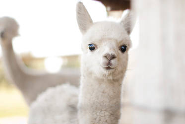 baby alpaca by aimeelikestotakepics