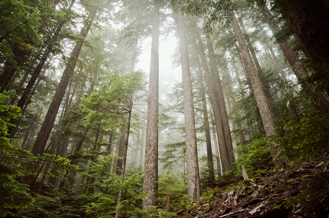 trees knees by aimeelikestotakepics