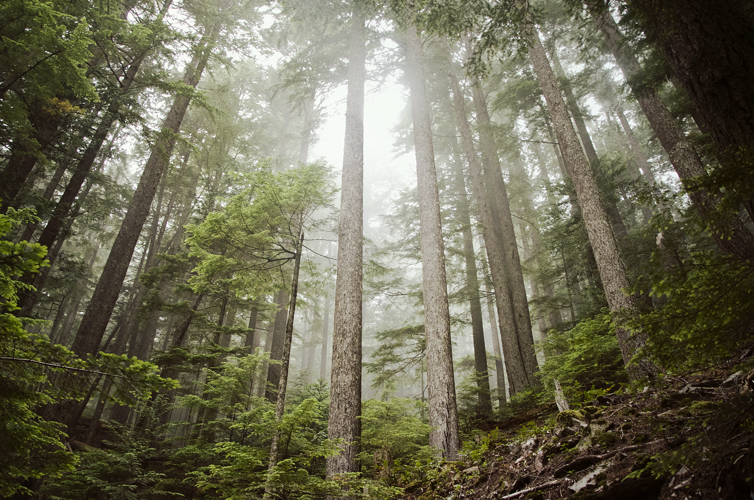 trees knees by aimeelikestotakepics