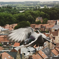 Flight in Ypres