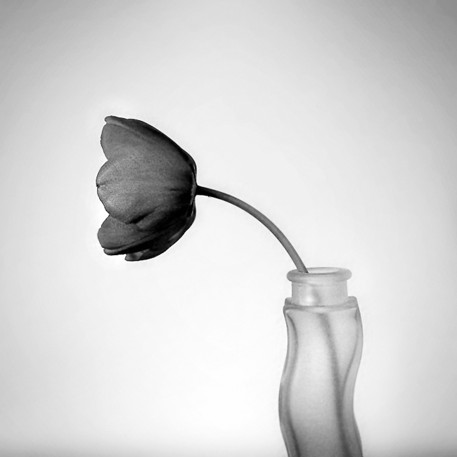 tulip still life