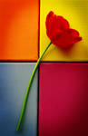 Tulip Still Life II by aimeelikestotakepics