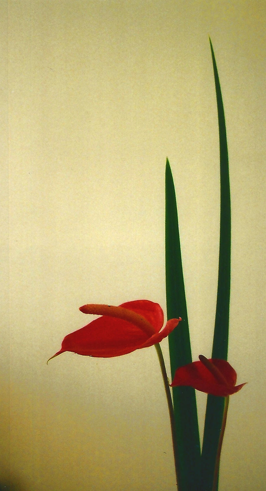 Ikebana