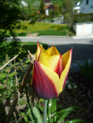 Red-and-yellow Tulip