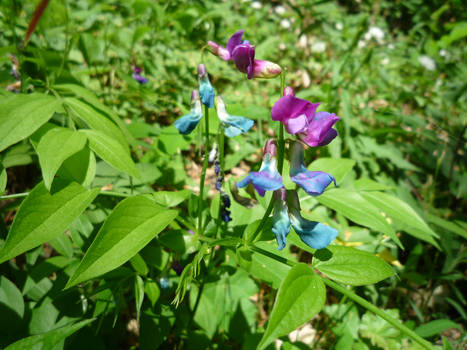 Funky Flowers in the woods