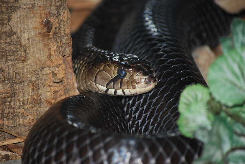 Snake by visorvisor on DeviantArt