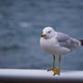 Sea Gull