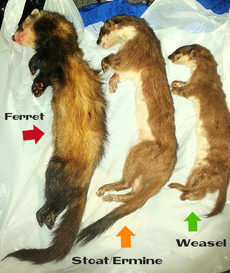 Polecat Stoat Weasel Differences By Draxidermy On DeviantArt polecat-stoat-weasel-differences-by-draxidermy-on-deviantart