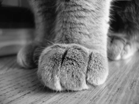 Kimmy's Paw