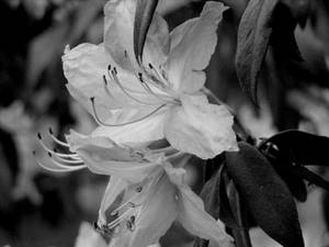 Black and white flower