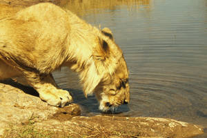 Africa Series - Riverside lion