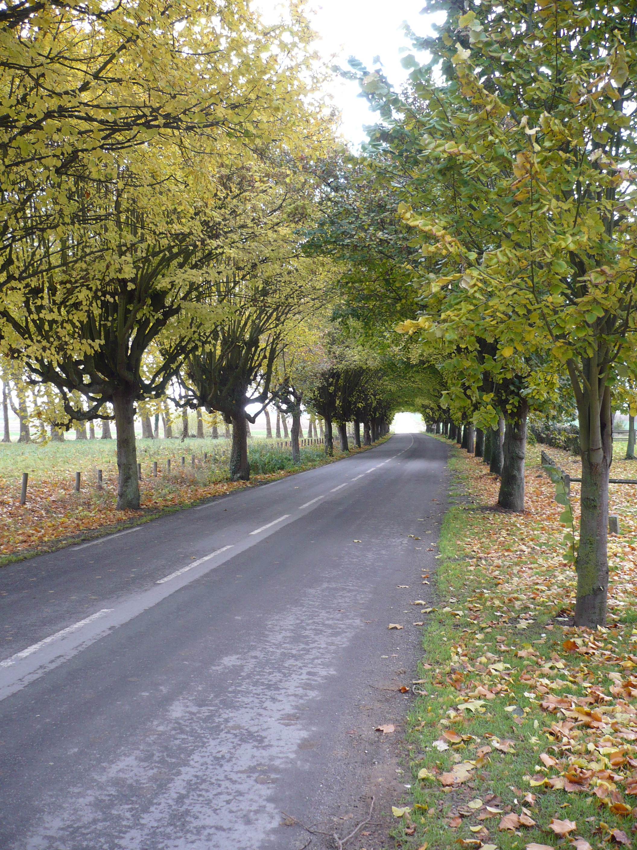 Sunny autumn road