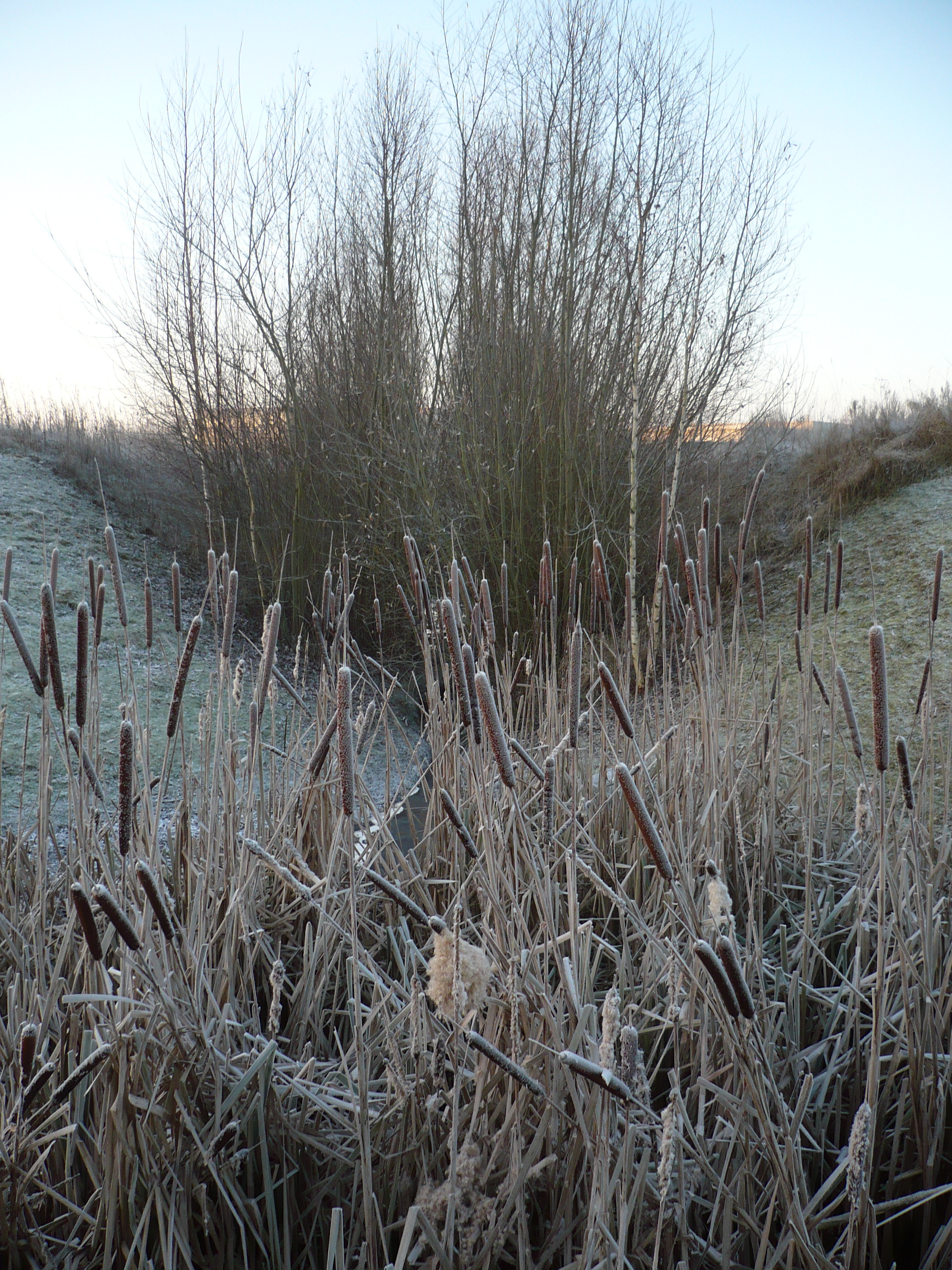 Winter Reeds 2