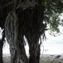 Roots - Unrestricted