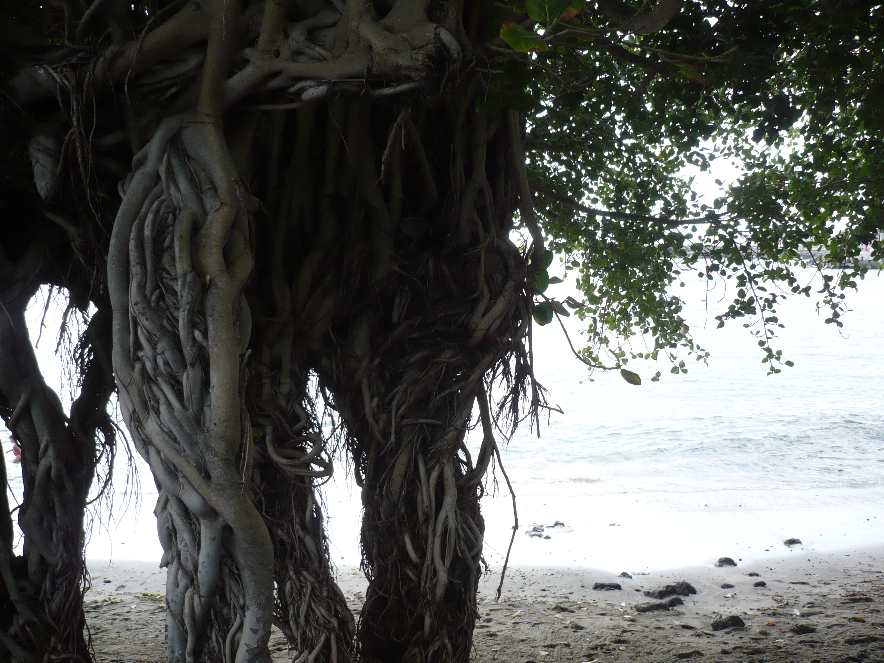 Roots - Unrestricted