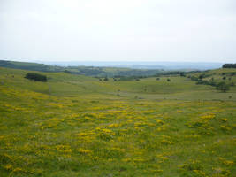 Meadow 14