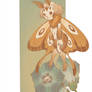 Moth Fairy