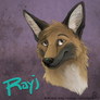 Rayj the Coydog