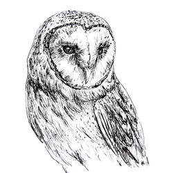 owl