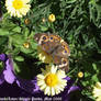 Indian Butterfly