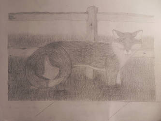 Fox By The Fence